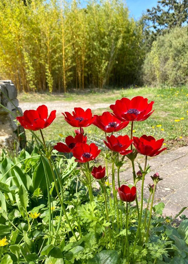Mas Des Tournevents Bed & Breakfast Lézignan-Corbières Eksteriør bilde